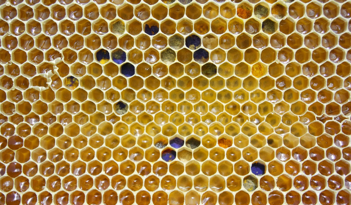 honeycomb cells
